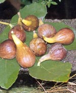 Bornholmske figner
