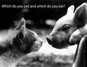 Animal rights