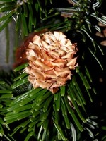 billeder/jul/images/album4/5.jpg