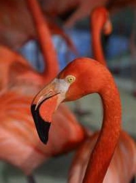 Flamingoer