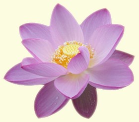 lotus
